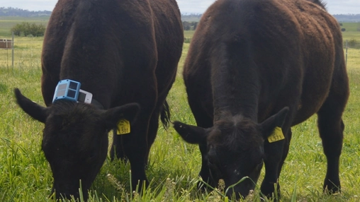 Two dairy cows wearing smart collars for real-time health monitoring