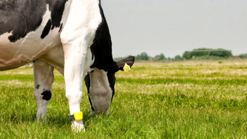 Dairy cow wearing smart sensor collar representing Cattleytics AI herd monitoring