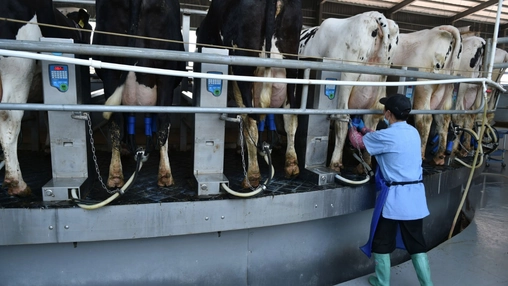 Milk Meets Machines as Dairies Race to Automate
