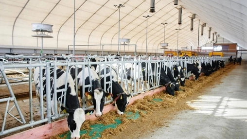 Cows lined up at feeding stations inside an indoor dairy facility