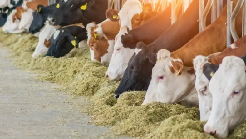 Dairy cows feeding along a barn feed line inside a modern livestock facility