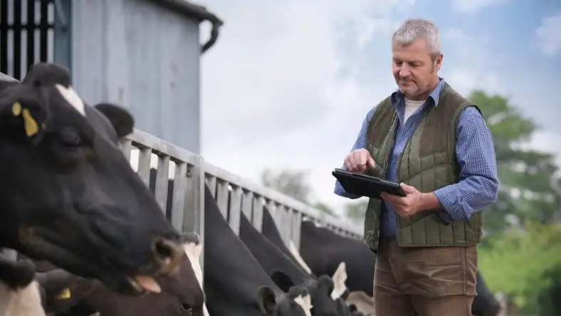 Dairy farmer using a tablet while standing beside cows at a feeding barrier