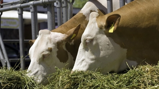 Two dairy cows eating hay in feeding area on farm