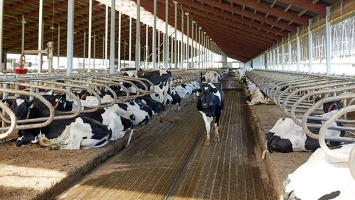 Holstein cows housed in large commercial dairy barn