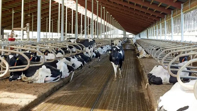 Holstein cows housed in large commercial dairy barn