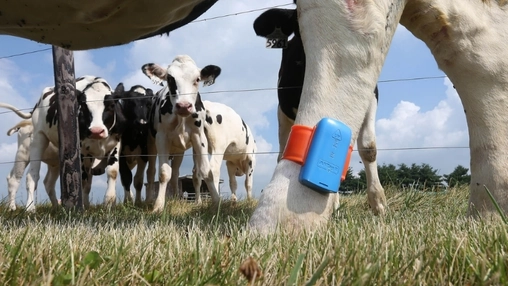 Dairy cows wearing smart livestock monitoring devices