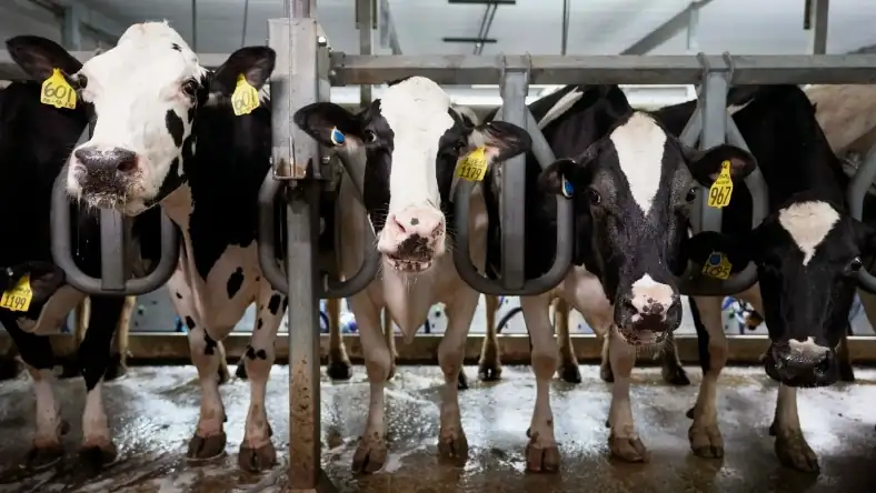 Holstein dairy cows standing in milking parlor stalls
