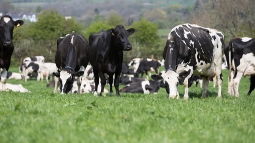 Holstein cows feeding in pasture on a commercial dairy farm