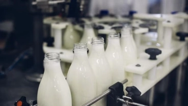 Glass milk bottles on automated dairy production line