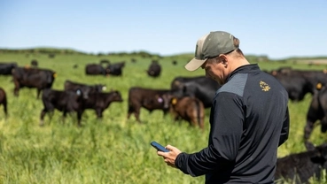 Rancher using smartphone to manage cattle in open pasture