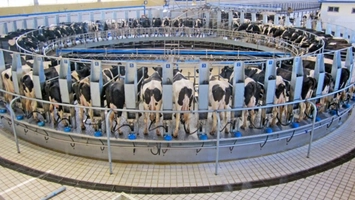 Automated rotary milking system with dairy cows in modern U.S. farm setup