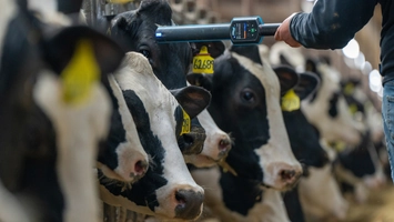 Cows being scanned with a handheld sensor for AI-driven herd monitoring