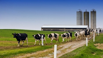 Herd of dairy cows walking toward farm facility with silos in background