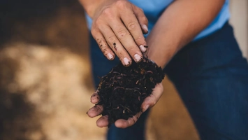 Hands holding compost-like material with worms used in dairy manure treatment.