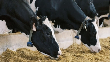 Close view of dairy cows feeding in a modern livestock facility