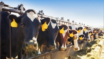 Dairy cows wearing ear tags feeding along a barn feed line
