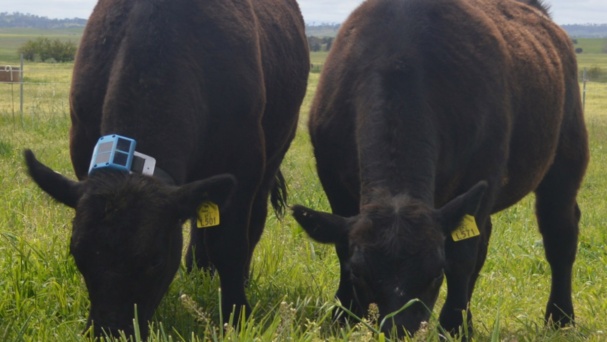 Smart Collars Give Dairy Farms a Health Edge