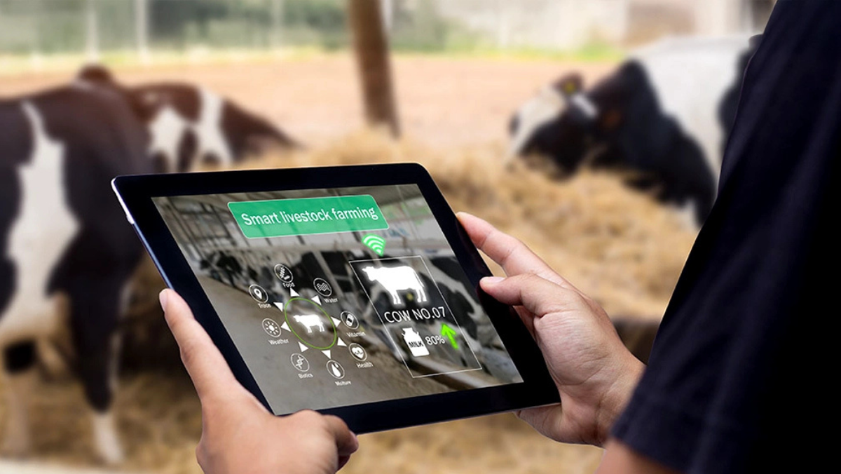 Farmer using digital tablet with smart livestock data displayed near grazing cows