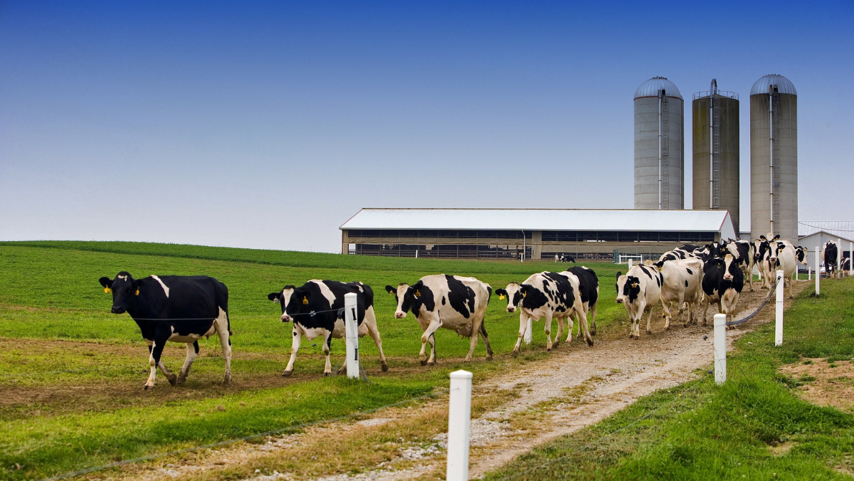 Herd of dairy cows walking toward farm facility with silos in background