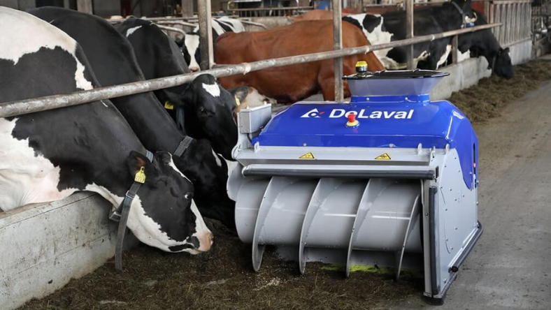 Robotic feeding system operating alongside cows in a US dairy barn