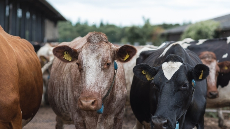 Dairy cows at US farm operating under Grade A milk safety standards