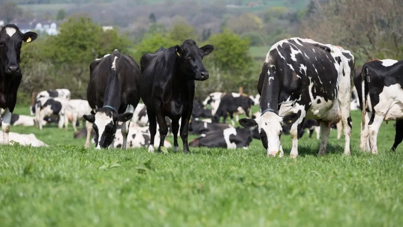 Holstein cows feeding in pasture on a commercial dairy farm
