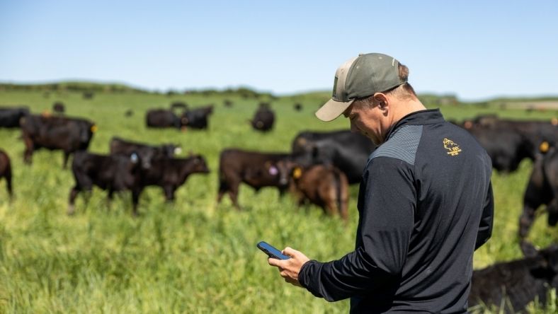 Rancher using smartphone to manage cattle in open pasture